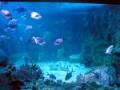 2nd Aquarium - Caring For Aquarium Plants