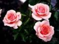 Roses - Delicate Rose Care